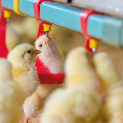 เครื่องป้อนไก่และเครื่องดื่มเส้นผ่านศูนย์กลาง 330 มม. Hot Gavanized Hopper